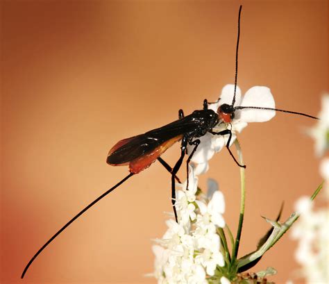 Alternatively, you could also use digrain wasp nest destroyer which is proven to destroy nests. Wasps - The Daily Garden