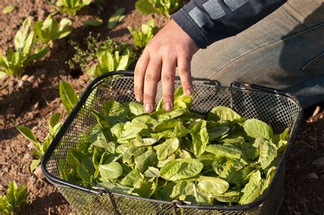 How To Harvest Leaf Lettuce Step By Step Process