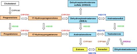 F1polymorphisms In Steroidogenesis Genes Sex Steroid