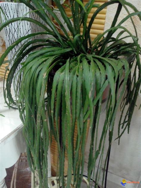 J'ai vu un champ de cactus ! Photo : Plante grasse ou cactus? quel est son nom?