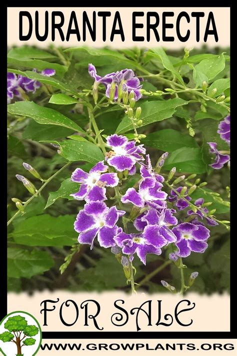 Duranta erecta is a species of flowering shrub in the verbena family verbenaceae, native from mexico to duranta erecta is a sprawling shrub or (infrequently) a small tree. Duranta erecta for sale - Grow plants