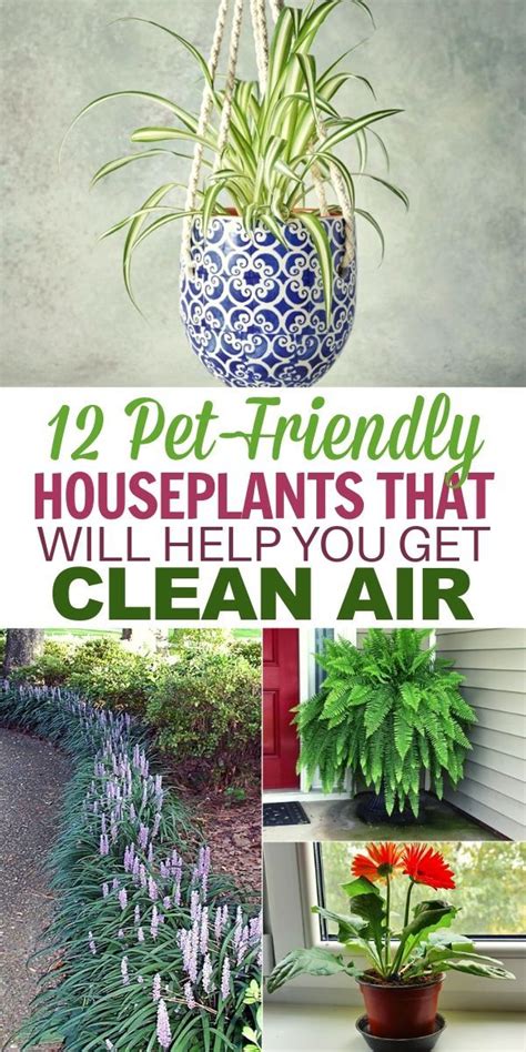 12 Common Houseplants Safe For Cats That Filter Your Air Common House