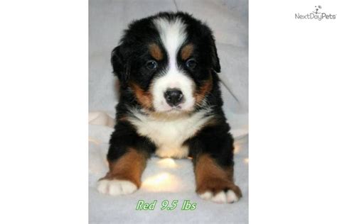 Find a bernese mountain dog puppy from reputable breeders near you in wisconsin. Bernese Mountain Dog puppy for sale near Sheboygan, Wisconsin | c25d99e2-76e1