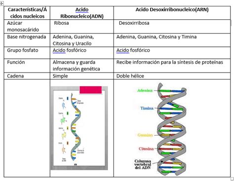 Diferencias Entre Adn Y Arn Cuadro Comparativo