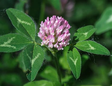 Clover Guide How To Grow And Care For Clovers And Popular Types