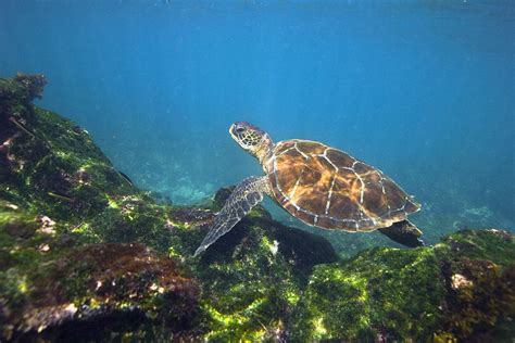 Green Sea Turtle Photograph By Peter Scoones Pixels