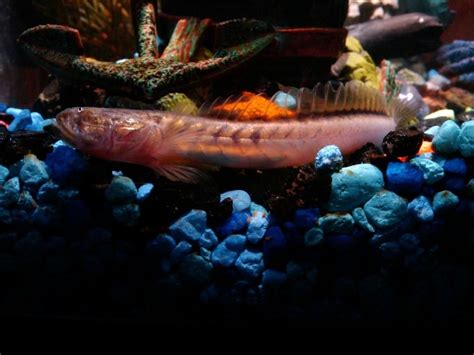 The Top 6 Freshwater Goby Species For Your Tank