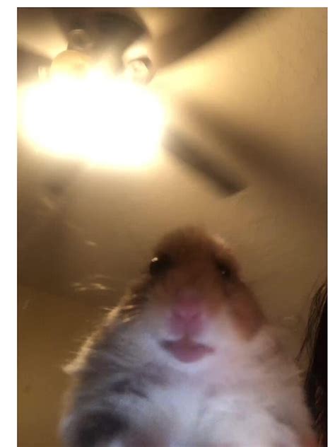 Staring Hamster Meme T Shirt By Memesndeams Redbubble
