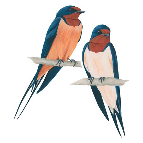 Swallow Png Images Transparent Free Download