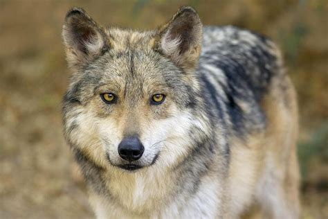 Robinson Gives Talk On Gray Wolf Recovery