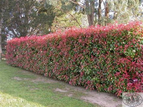 Zone 9 hedges serve a variety of useful purposes in the garden. Recommendation for fast-growing privacy hedge in full sun ...
