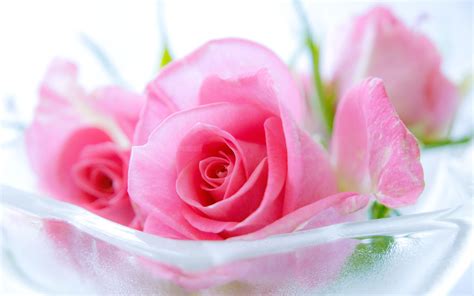 Pink Roses Hd Wallpapers Top Free Pink Roses Hd Backgrounds Wallpaperaccess