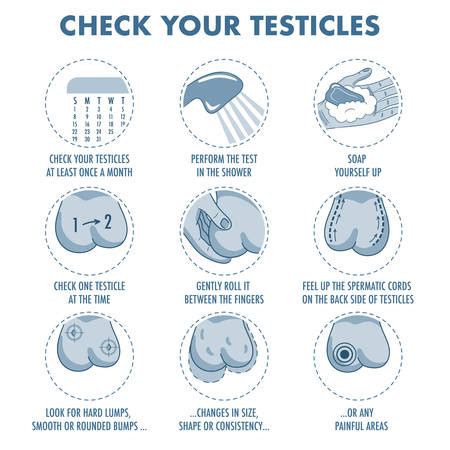 Self Testicular Exam Resources Miu Men S Health Foundation It Should Be Done On A Regular