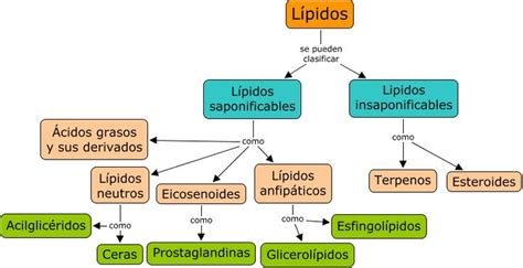 Clasificación De Todos Los Lípidos Lipidos Bioquímica Biologia