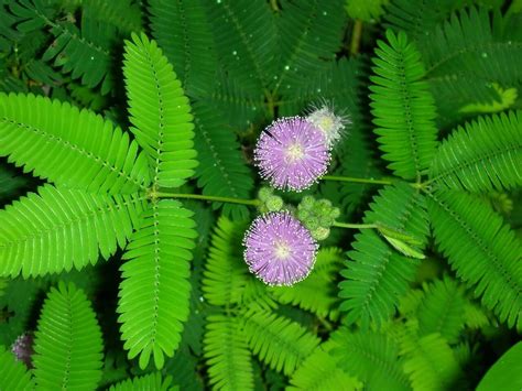 In 300 bc, the greek philosopher theophrastus mentioned a plant that would. Touch Me Not Plant (Mimosa pudica): How to Grow with 10 ...