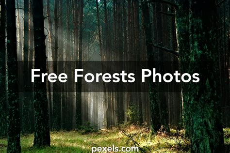 1000 Beautiful Forests Photos · Pexels · Free Stock Photos