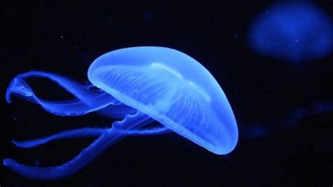 Thousands Stung By Venomous Jellyfish In Australia Busy Beaches Closed