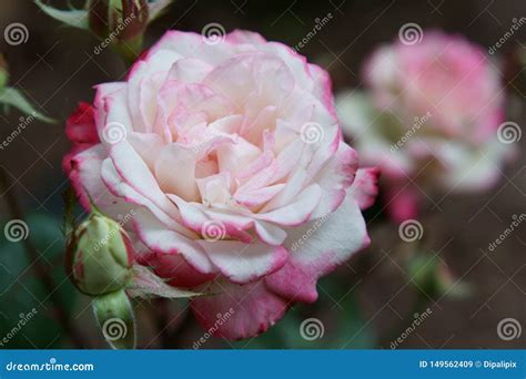 A Pink Floribunda Rose Stock Image Image Of Plant Romantic 149562409