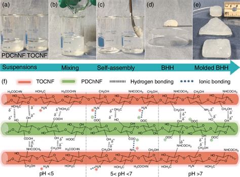 Biohybrid Hydrogel Prepared From Tocnf Wt And Pdchnf