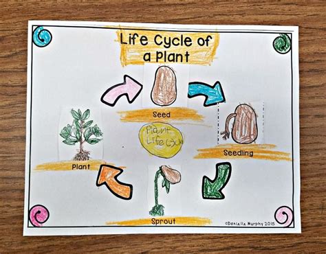 Plant Life Cycle Unit For Kindergarten First Second Grade Anchor