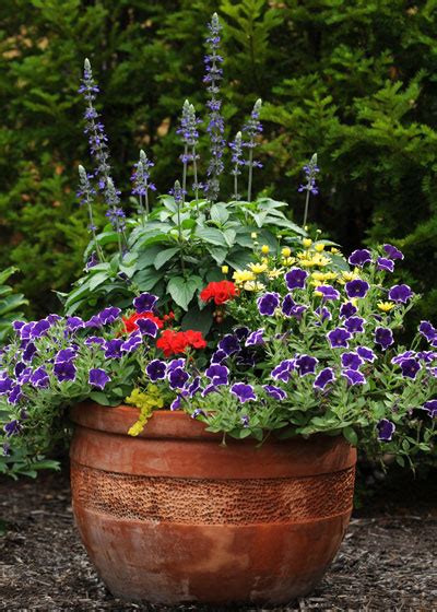 7 Color Combos That Work For Beautiful Container Gardens
