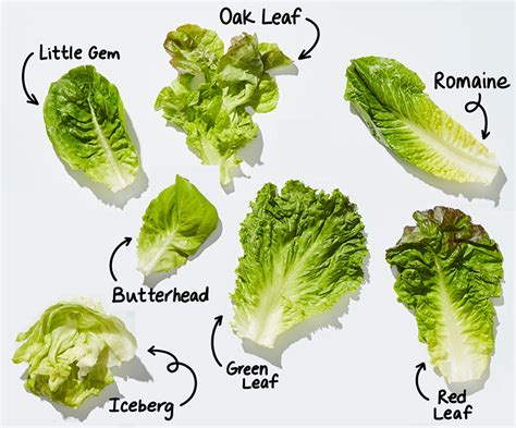 How To Grow Lettuce And Other Salad Greens Local Food Connect