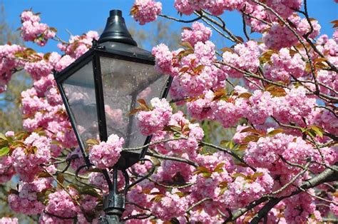 A Richmond Spring Sue Kellerman Flickr
