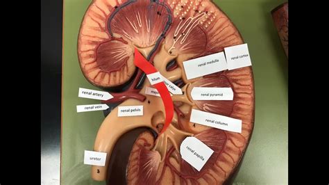 Ccc Online Biology Lab Gross Anatomy Of The Kidney Labeled And