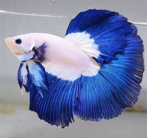 Jenis Ikan Cupang Hias Yang Cantik Dan Elegan