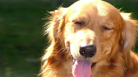 Adult Tan Golden Retriever Dog Animals Golden Retrievers Hd