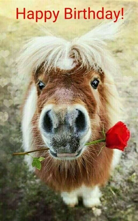 Feiere deinen geburtstag so, wie du auf die welt gekommen bist: Happy Birthday! - pony with rose | Geburtstag bilder lustig, Geburtstag wünsche