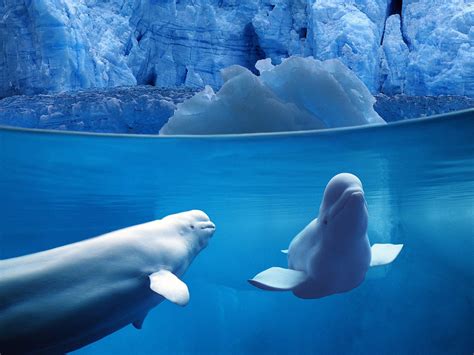 Beluga Whale Wallpapers Wallpaper Cave