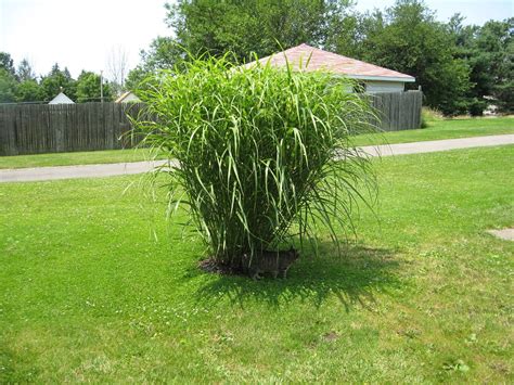 12 Of The Best Drought Resistant Grasses For A Greener Lawn