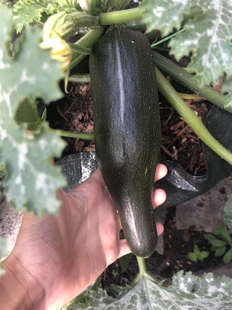 Check spelling or type a new query. Why are my zucchini/courgettes growing like this? This is ...