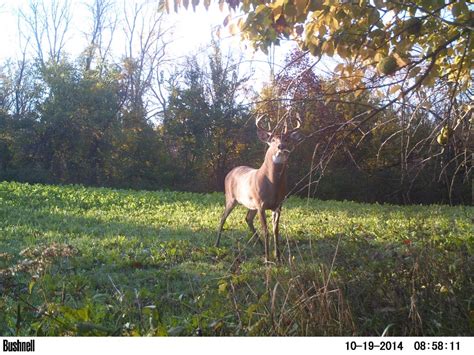 Survey Rubs Beat Scrapes For The Best Deer Hunting Success