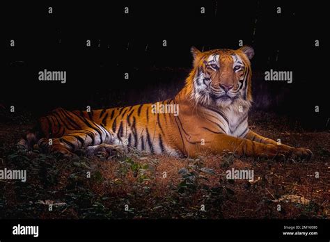 Bengal Tiger Resting In Its Area Stock Photo Alamy