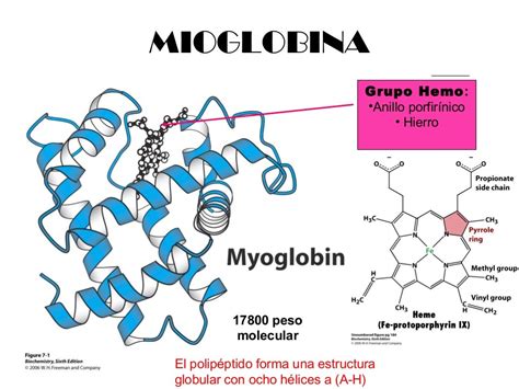 Estructura De La Mioglobina Y La Hemoglobina