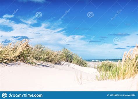 Dunes At The Beach Of Skagen In Northern Denmark Stock Image Image Of