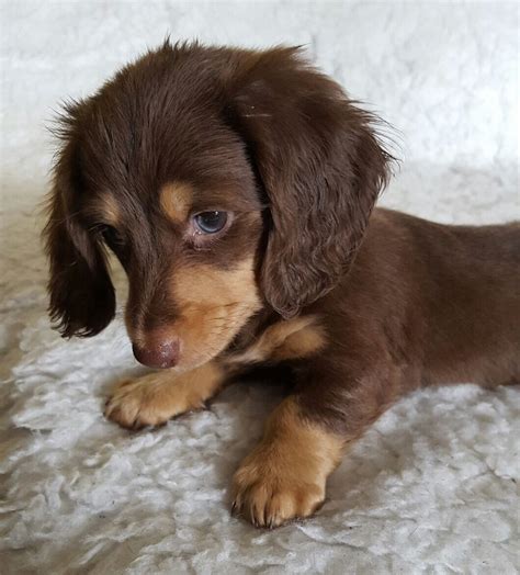75 Long Haired Dapple Miniature Dachshund Picture Bleumoonproductions