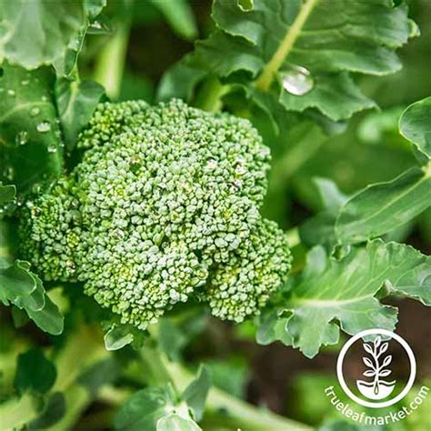 The 10 Best Broccoli Varieties To Grow At Home Gardeners Path