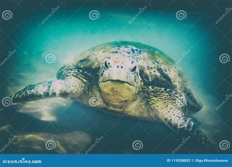 Turtle At Hikkaduwa Beach Stock Photo Image Of Green 119208802