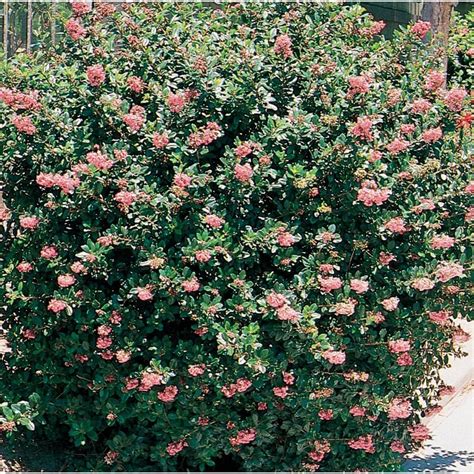 Mixed Escallonia Flowering Shrub In Pot With Soil L2913 At