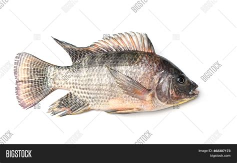 Tilapia Isolated On Image And Photo Free Trial Bigstock
