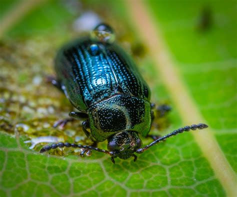 Free Images Insect Invertebrate Dung Beetle Leaf Beetle Macro
