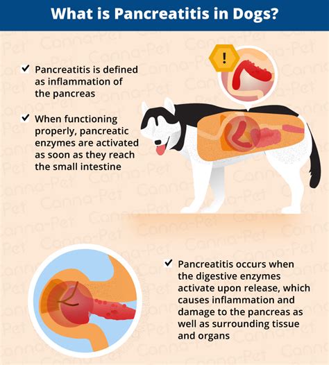 Many dogs show no signs until late in the disease. What You Need To Know About Canine Pancreatitis This ...