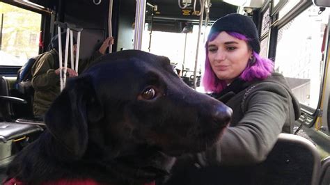 Famous Bus Riding Dog And Seattle Icon Dies Democratic Voice Usa