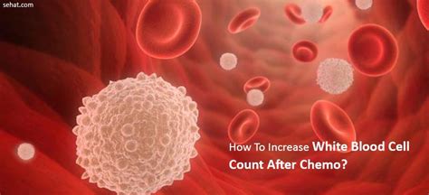 How To Increase White Blood Cell Count After Chemo Naturally