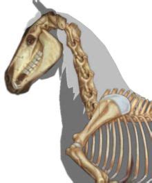 horse anatomy head and neck - Google Search | Horse anatomy, Horse's