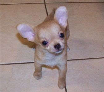 Our litter of chorkie (chihuahua/ yorkie) puppies are now available to start their searchers for homes. 28 best images about Apple head chihuahua on Pinterest ...