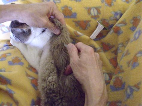Giving Your Cat Iv Subcutaneous Fluids At Home With Photos Pethelpful